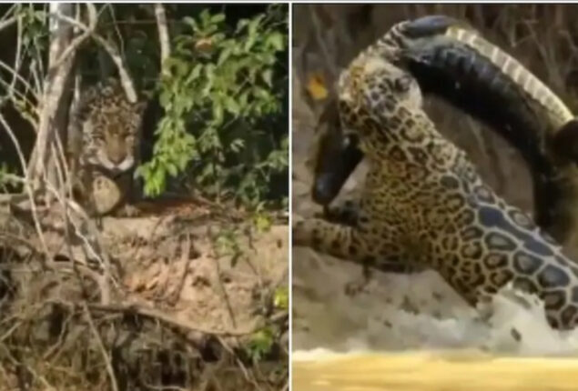 A jaguar incredibly hunting a crocodile goes viral