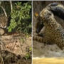 A jaguar incredibly hunting a crocodile goes viral