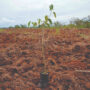 World Bank’s IFC taps blockchain for carbon offsets