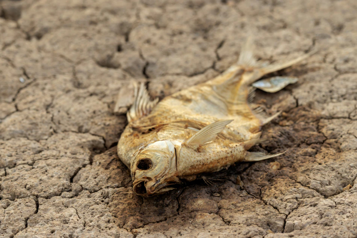 Half of China is Drought by a heat wave