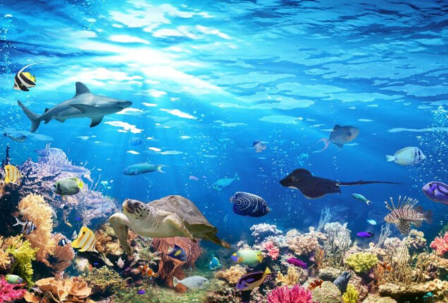 Global ocean