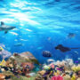 Global ocean protection treaty attempts are unsuccessful