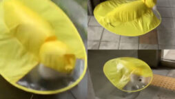 Dog wore an umbrella-shaped raincoat to stay dry; watch