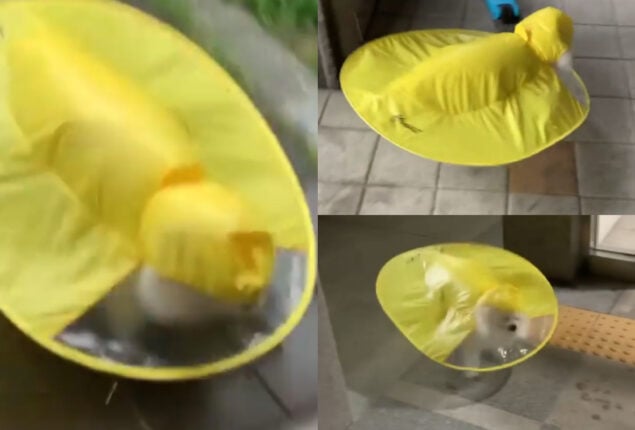 Dog wore an umbrella-shaped raincoat to stay dry; watch