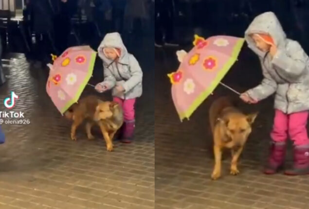 Netizens adore: Little girl uses an umbrella to shelter dog
