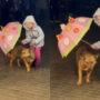 Netizens adore: Little girl uses an umbrella to shelter dog