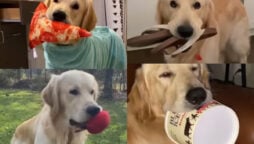 Watch: Golden Retriever holds stuff to catch his owner’s attention