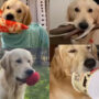 Watch: Golden Retriever holds stuff to catch his owner’s attention