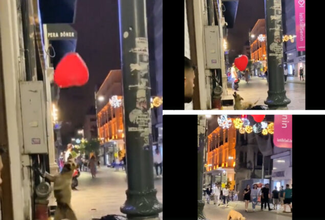 Watch: Video of dog playing with balloon has gone viral