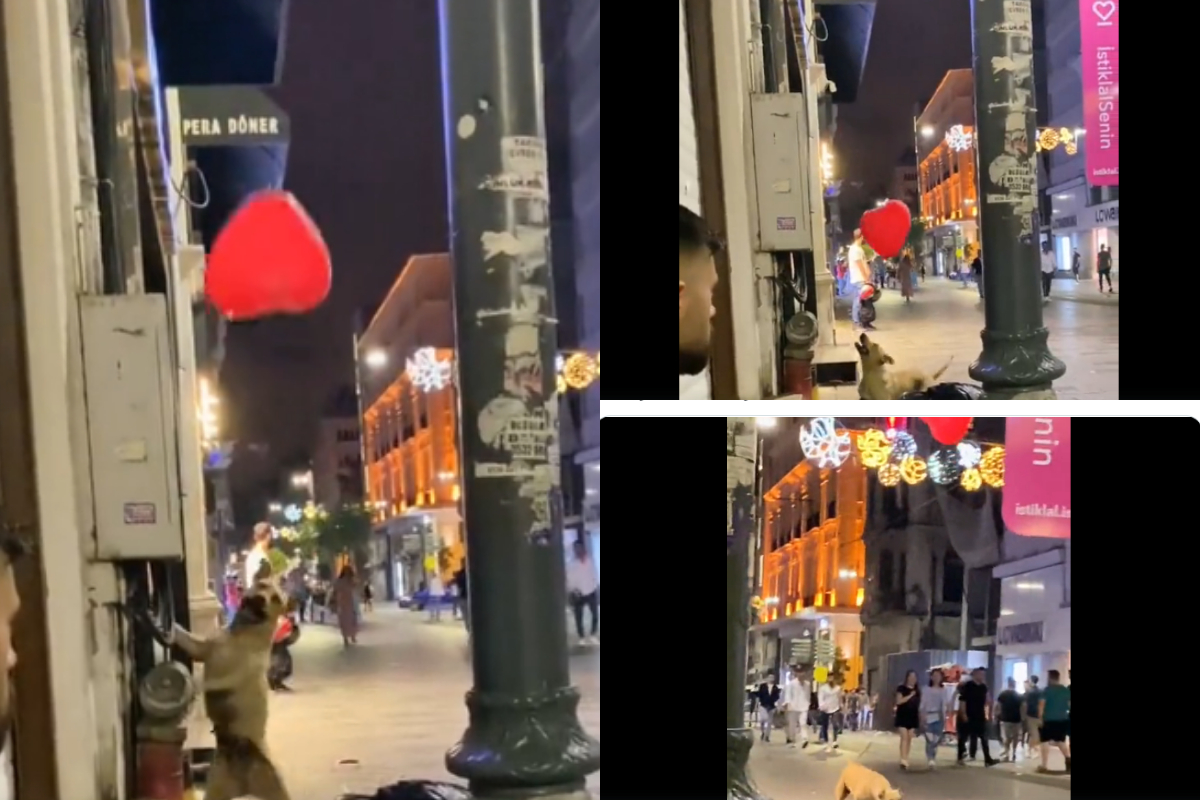 dog playing with balloon