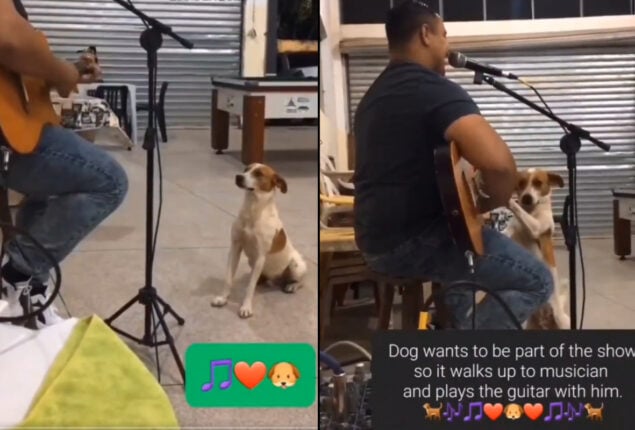 Stray dog listen to live music see what happened next
