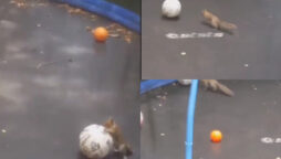 Video of squirrel playing with ball on trampoline has gone viral; watch