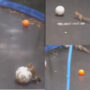 Video of squirrel playing with ball on trampoline has gone viral; watch