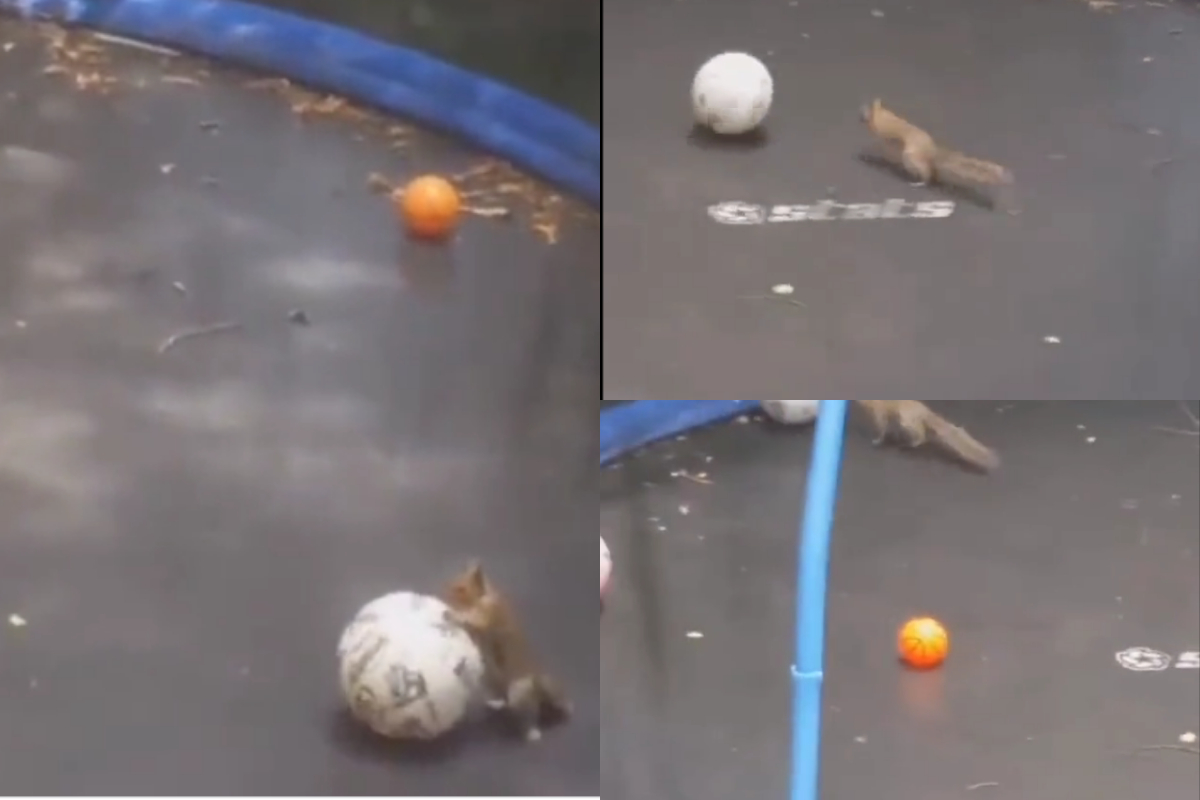 squirrel playing with ball