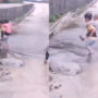 Viral Video: Little boy carries his siblings through puddle