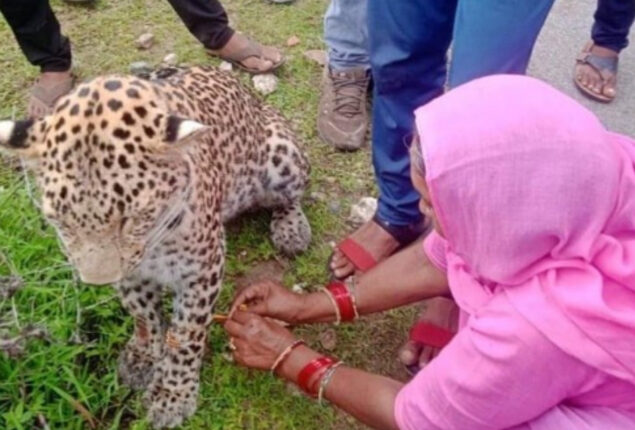 Viral pic: Rajasthan woman ties rakhi on sick leopard