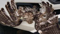 Hawk rescued from front grille of truck
