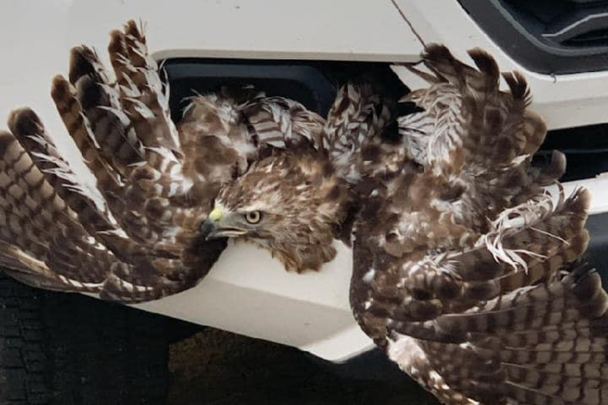 hawk