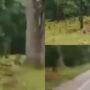 Watch viral: Video shows bull scaring off tiger in the wild