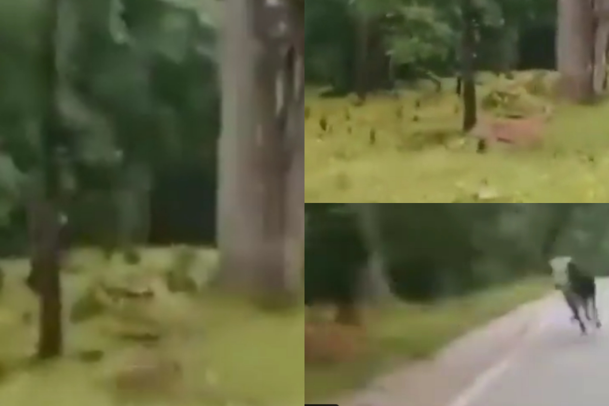bull scaring off tiger