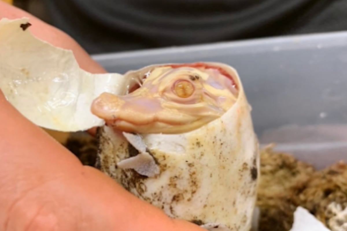 Albino alligator