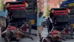 Viral Video: New York carriage horse falls in the street