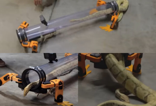 Watch: Internet was surprised when a YouTuber made snakes with “robotic legs”