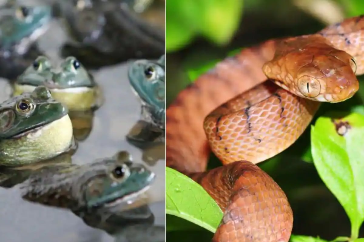 bullfrog and snake