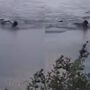 Watch: Alligator bites man’s arm swimming in lake