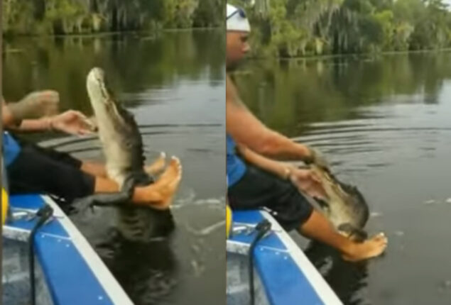 Watch: Guy feeding crocodile goes viral