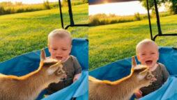 baby goat
