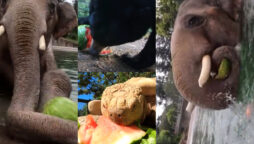animals eating watermelons