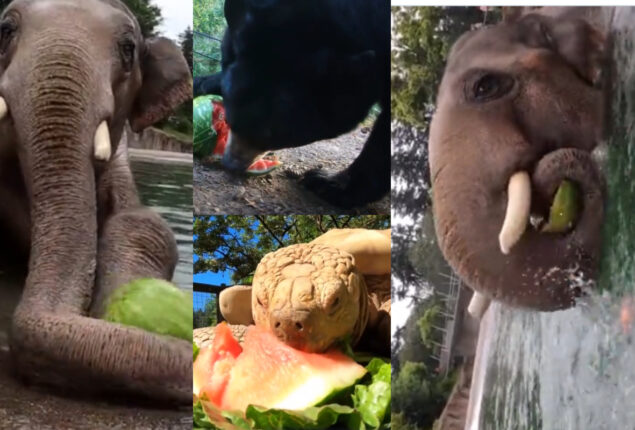animals eating watermelons