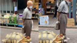 tortoise wearing hat