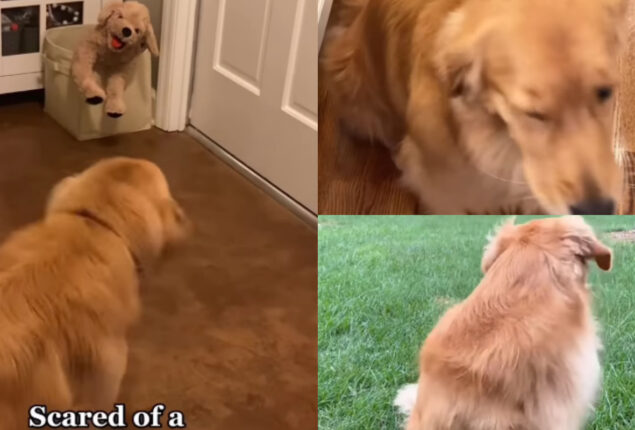 Golden Retriever afraid toys