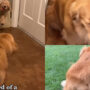 Watch: Golden Retriever is afraid of stuffed toys and can’t get into car