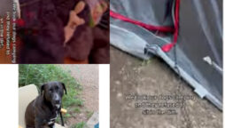 Watch: Indoor dogs’ amusing responses to camping
