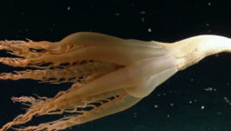 Spotted: Rare sea creature in Pacific Ocean