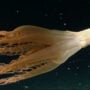 Spotted: Rare sea creature in Pacific Ocean