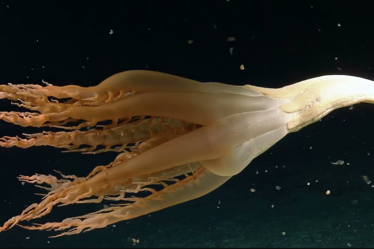 sea creature