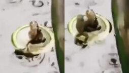 Viral: Frog and his buddy wants to float on the same bottle cap