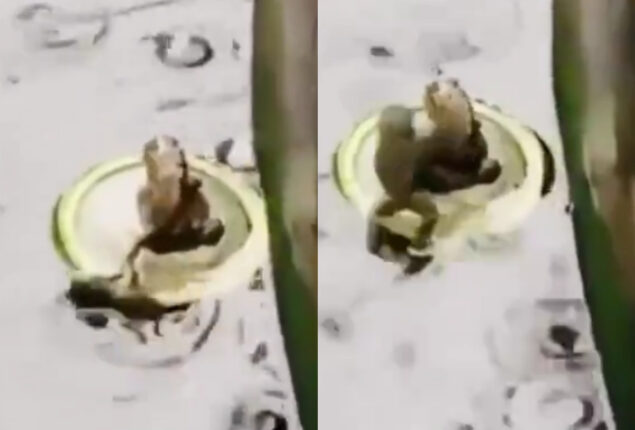 frog