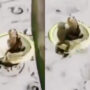 Viral: Frog and his buddy wants to float on the same bottle cap
