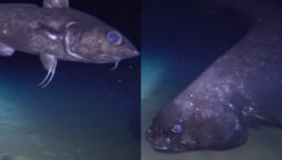 Rare footage depicts dark-living fish