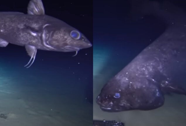 Rare footage depicts dark-living fish