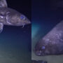 Rare footage depicts dark-living fish