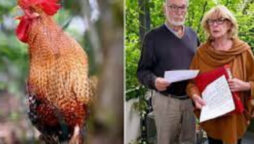 German couple sues overly-crowing rooster