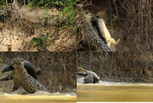 Jaguar attack &hunt a crocodile in a video that has gone viral| Watch