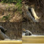 Jaguar attack &hunt a crocodile in a video that has gone viral| Watch