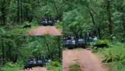 Video of black panther crossing road goes viral; Watch